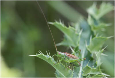 gewoon Spitskopje - Conocephalus dorsalis