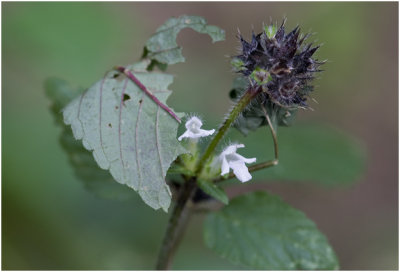 gewone Hennepnetel - Galeopsis tetrahit