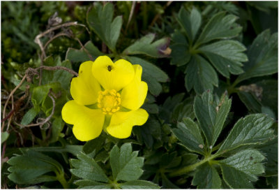 middelste Ganzerik - Potentilla intermedia