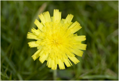 Muizenoor - Hieracium pilosella