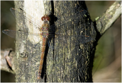 bruinrode Heidelibel - Synpetrum striolatum