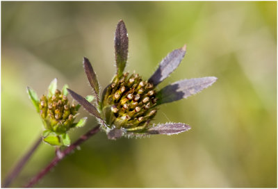 zwart Tandzaad - Bidens frondosa