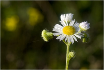 Nieuw Nederlandse Aster - Aster novi belgii