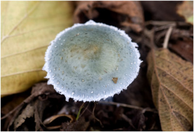 Kopergroenzwam - Psilocybe aeruginosa