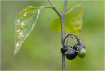 zwarte Nachtschade - Solanum nigrum
