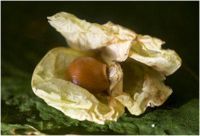 Pimpernoot - Staphylea pinnata
