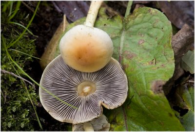 Zwavelkopje - Hypholoma fascicularis