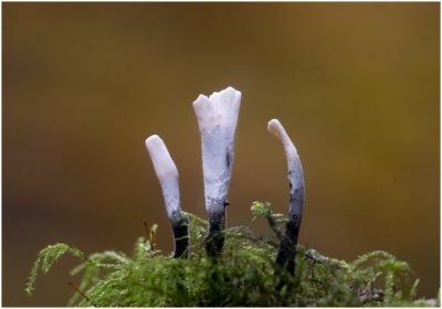 Geweizwam - Xylaria hypoxylon