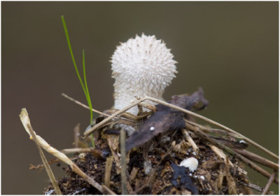 Parelstuifzwam - Lycoperdon perlatum