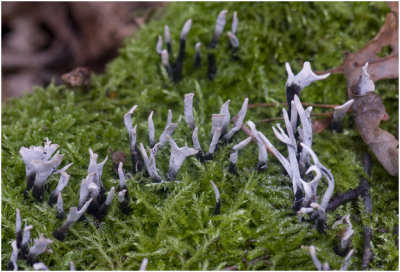 Geweizwam - Xylaria hypoxylon