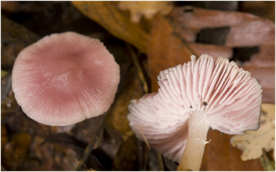 Heksenschermpje - Mycena rosea