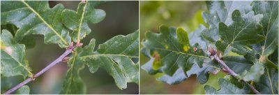 Zomereik  - Quercus robur