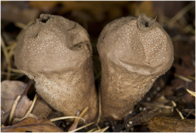 Parelstuifzwam - Lycoperdon perlatum