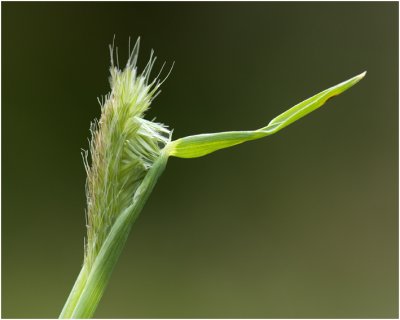 grote Vossenstaart - Alopecurus pratensis [ grassoort ]