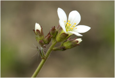 Knolsteenbreek - Saxifraga granulata