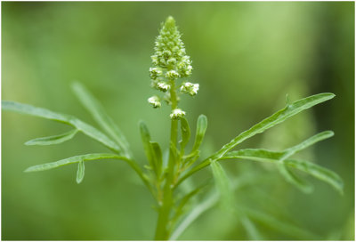 wilde Reseda - Reseda lutea