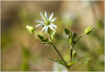 Watermuur - Myosoton aquaticum