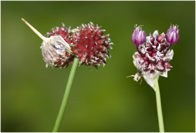 Kraailook - Allium vineale