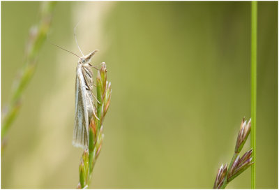 Grasmot - Crambus perlella