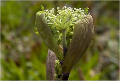 Berenklauw - Heracleum sphondylium