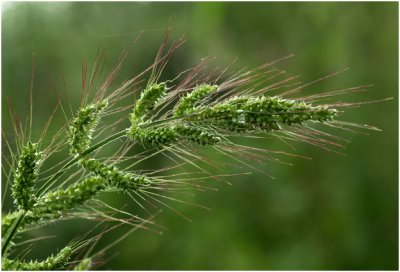 Europese Hanenpoot - Echinochloa crus-galli