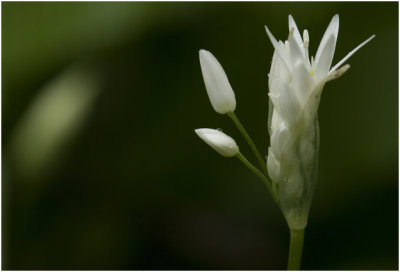 Daslook - Allium ursinum