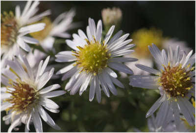 smalle Aster - Aster lanceolatus