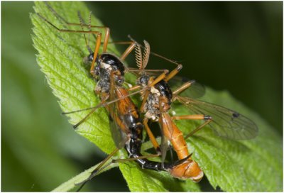 Houtlangpootmug - Tanyptera atrata