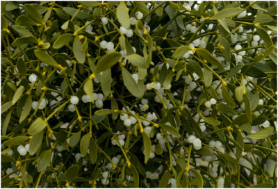 Maretak of Mistletoe - Viscum album