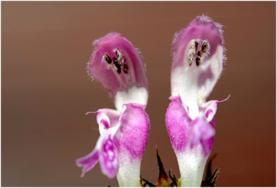 paarse Dovenetel - Lamium purpureum