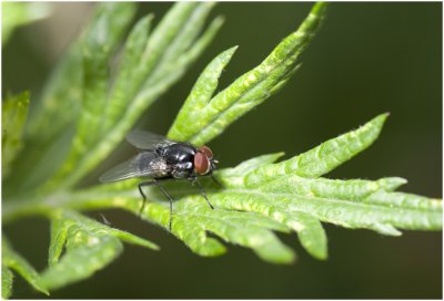 Huisvlieg - Morellia aenescens