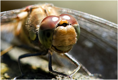 bruinrode Heidelibel - Synpetrum striolatum