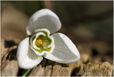 gewoon Sneeuwklokje - Galanthus nivalis - detail bloem