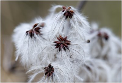 Bosrank - Clematis vitalba