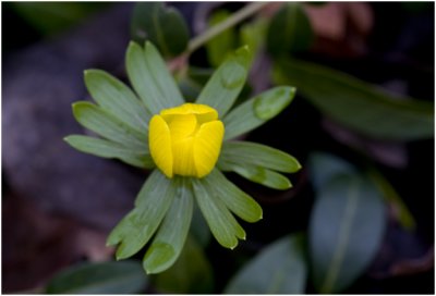 Winterakoniet  - Eranthis hyemalis