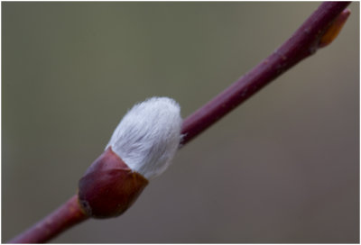 katwilg - Salix viminalis