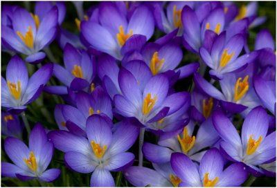 wilde Krokus - Crocus vernus