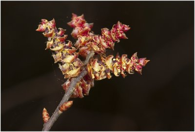 wilde Gagel - Myrica gale