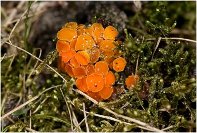 klein oranje Zandschijfje - Byssonnectria aggregata