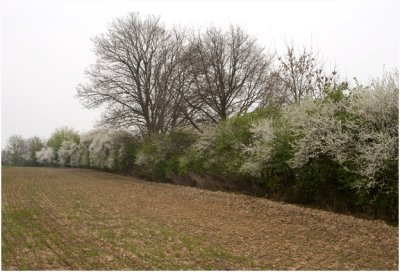 Groot Genhout - bloeiende graft