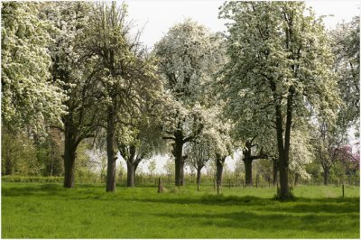 Geulle - Hoogstamfruitbomen in bloei