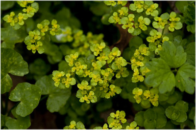 verspreidbladig Goudveil - Chrysosplenium alternifolium