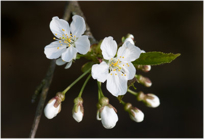 Kersenbloesem - Prunus
