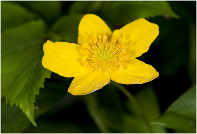 gele Anemoon - Anemone ranunculoides