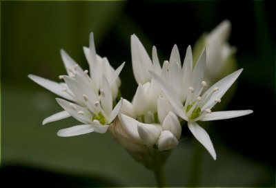 Daslook - Allium ursinum