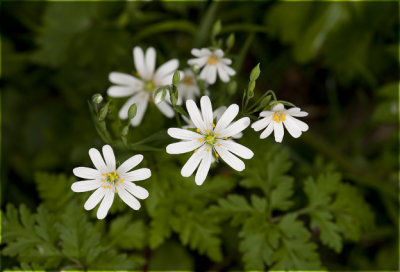 grote Muur - Stellaria holostea