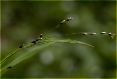 eenbloemig Parelgras  - Melica uniflora