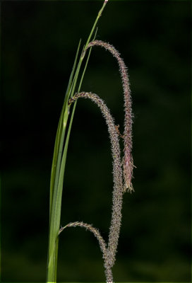 hangende Zegge - Carex pendula