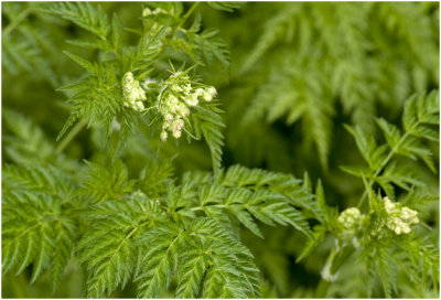 Fluitenkruid - Anthriscus sylvestris