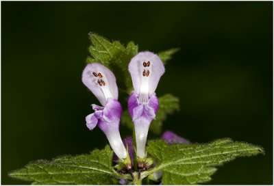 bloem van paarse Dovenetel